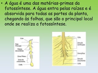 • A água é uma das matérias-primas da
  fotossíntese. A água entra pelas raízes e é
  absorvida para todas as partes da planta,
  chegando às folhas, que são o principal local
  onde se realiza a fotossíntese.
 
