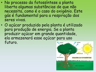 • No processo da fotossíntese a planta
  liberta algumas substâncias de que não
  necessita, como é o caso do oxigénio. Este
  gás é fundamental para a respiração dos
  seres vivos.
• O açúcar produzido pela planta é utilizado
  para produção de energia. Se a planta
  produzir açúcar em grande quantidade,
  ela armazenará esse açúcar para uso
  futuro.
 