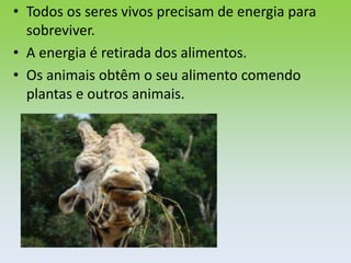 • Todos os seres vivos precisam de energia para
  sobreviver.
• A energia é retirada dos alimentos.
• Os animais obtêm o seu alimento comendo
  plantas e outros animais.
 