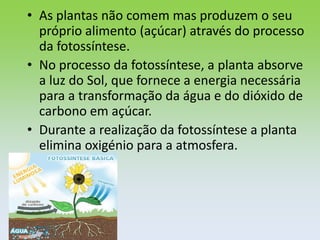 • As plantas não comem mas produzem o seu
  próprio alimento (açúcar) através do processo
  da fotossíntese.
• No processo da fotossíntese, a planta absorve
  a luz do Sol, que fornece a energia necessária
  para a transformação da água e do dióxido de
  carbono em açúcar.
• Durante a realização da fotossíntese a planta
  elimina oxigénio para a atmosfera.
 