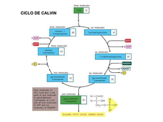 CICLO DE CALVIN 