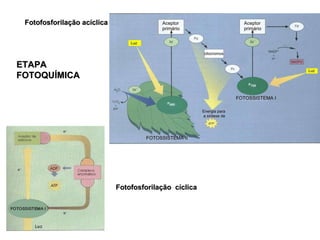 Fotofosforilação  cíclica Fotofosforilação acíclica ETAPA FOTOQUÍMICA 