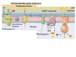 FOTOFOSFORILAÇÃO ACÍCLICA 