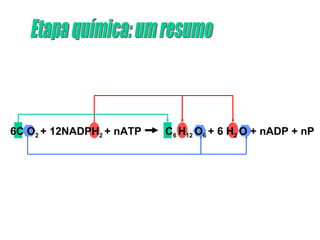 6C O 2  + 12NADPH 2  + nATP  C 6  H 12  O 6  + 6 H 2  O + nADP + nP Etapa química: um resumo 