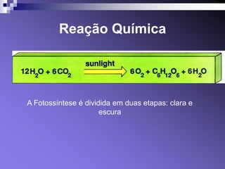 Reação Química




A Fotossíntese é dividida em duas etapas: clara e
                      escura
 