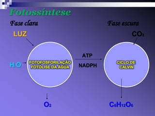 Fotossíntese
Fase clara                         Fase escura
 LUZ                                        CO2


                           ATP
       FOTOFOSFORILAÇÃO               CICLO DE
HO
 2      FOTÓLISE DA ÁGUA   NADPH       CALVIN




             O2                    C6H12O6
 