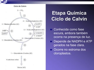 Etapa Química
Ciclo de Calvin

   Conhecida como fase
    escura, embora também
    ocorra na presença de luz.
   Depende de NADPH e ATP
    gerados na fase clara.
   Ocorre no estroma dos
    cloroplastos.
 