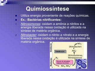 Quimiossíntese
    Utiliza energia proveniente de reações químicas.
    Ex.: Bactérias nitrificantes:
1.   Nitrosomonas: oxidam a amônia a nitritos e a
     energia liberada nessa oxidação é utilizada na
     síntese de matéria orgânica.
2.   Nitrobacter: oxidam o nitrito a nitrato e a energia
     liberada nessa oxidação é utilizada na síntese de
     matéria orgânica.
 