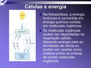 Células e energia
         Na fotossíntese, a energia
          luminosa é convertida em
          energia química contida
          em moléculas orgânicas.
         As moléculas orgânicas
          podem ser degradadas na
          respiração celular,
          liberando energia para as
          atividades da célula ou
          podem ser usadas como
          matéria-prima na síntese
          de outras moléculas
          orgânicas.
 