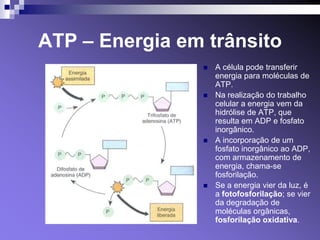 ATP – Energia em trânsito
                   A célula pode transferir
                    energia para moléculas de
                    ATP.
                   Na realização do trabalho
                    celular a energia vem da
                    hidrólise de ATP, que
                    resulta em ADP e fosfato
                    inorgânico.
                   A incorporação de um
                    fosfato inorgânico ao ADP,
                    com armazenamento de
                    energia, chama-se
                    fosforilação.
                   Se a energia vier da luz, é
                    a fotofosforilação; se vier
                    da degradação de
                    moléculas orgânicas,
                    fosforilação oxidativa.
 