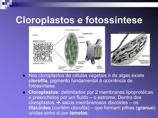 Cloroplastos e fotossíntese




    Nos cloroplastos de células vegetais e de algas existe
     clorofila, pigmento fundamental à ocorrência de
     fotossíntese.
    Cloroplastos: delimitados por 2 membranas lipoprotéicas
     e preenchidos por um fluido – o estroma. Dentro dos
     cloroplastos  sacos membranosos discóides – os
     tilacóides (contém clorofila) – que formam pilhas (granun)
     unidas entre si por lamelas.
 