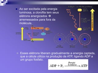    Ao ser excitada pela energia
    luminosa, a clorofila tem seus
    elétrons energizados 
    arremessados para fora da
    molécula.




 Esses elétrons liberam gradualmente a energia captada,
    que a célula utiliza na produção de ATP, ligando ADP a
    um grupo fosfato.
 