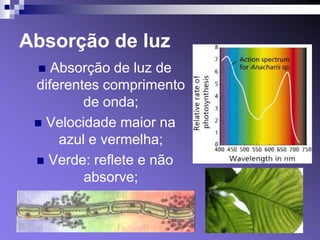 Absorção de luz
   Absorção de luz de
 diferentes comprimento
         de onda;
  Velocidade maior na
     azul e vermelha;
  Verde: reflete e não
         absorve;
 