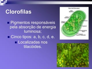 Clorofilas
 Pigmentos responsáveis
 pela absorção de energia
         luminosa;
 Cinco tipos: a, b, c, d, e.
     Localizadas nos
         tilacóides.
 
