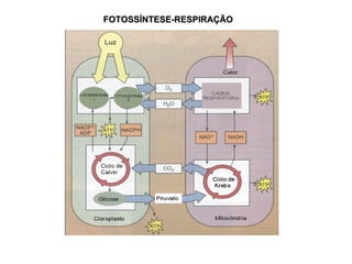 FOTOSSÍNTESE-RESPIRAÇÃO
 