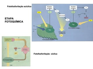 Fotofosforilação acíclica




ETAPA
FOTOQUÍMICA




                             Fotofosforilação cíclica
 