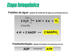 Fotólise da água: quebra da molécula de água em presença de luz

                  Luz
             2 H2O           4 H+ + 4 e- + O2
             Clorofila

        4 H+ + 2 NADP                 2 NADPH2


    Fotofosforilação: adição de fosfato em presença de luz

                ADP                     ATP
 