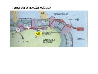 FOTOFOSFORILAÇÃO ACÍCLICA
 