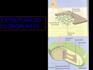ESTRUTURA DO
CLOROPLASTO
 