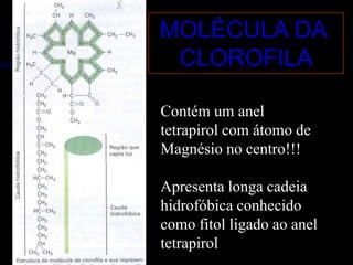 MOLÉCULA DA
 CLOROFILA

Contém um anel
tetrapirol com átomo de
Magnésio no centro!!!

Apresenta longa cadeia
hidrofóbica conhecido
como fitol ligado ao anel
tetrapirol
 