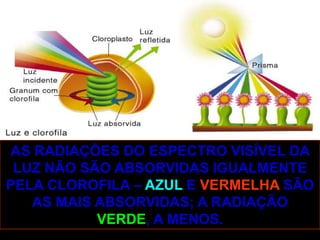 AS RADIAÇÕES DO ESPECTRO VISÍVEL DA
 LUZ NÃO SÃO ABSORVIDAS IGUALMENTE
PELA CLOROFILA – AZUL E VERMELHA SÃO
   AS MAIS ABSORVIDAS; A RADIAÇÃO
           VERDE, A MENOS.
 