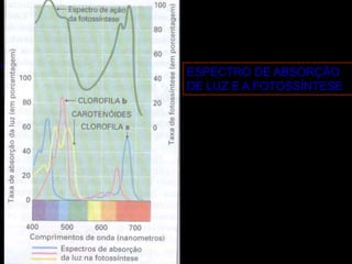 ESPECTRO DE ABSORÇÃO
DE LUZ E A FOTOSSÍNTESE
 