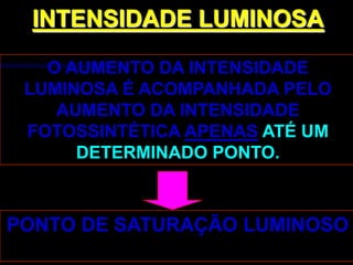 INTENSIDADE LUMINOSA

   O AUMENTO DA INTENSIDADE
 LUMINOSA É ACOMPANHADA PELO
    AUMENTO DA INTENSIDADE
 FOTOSSINTÉTICA APENAS ATÉ UM
      DETERMINADO PONTO.



PONTO DE SATURAÇÃO LUMINOSO
 