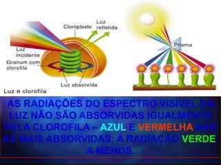 AS RADIAÇÕES DO ESPECTRO VISÍVEL DA
 LUZ NÃO SÃO ABSORVIDAS IGUALMENTE
PELA CLOROFILA – AZUL E VERMELHA SÃO
AS MAIS ABSORVIDAS; A RADIAÇÃO VERDE,
              A MENOS.
 