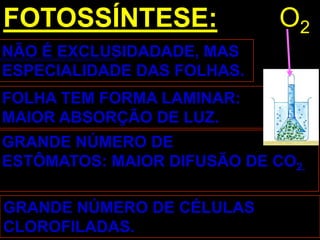 FOTOSSÍNTESE:                O2
NÃO É EXCLUSIDADADE, MAS
ESPECIALIDADE DAS FOLHAS.
FOLHA TEM FORMA LAMINAR:
MAIOR ABSORÇÃO DE LUZ.
GRANDE NÚMERO DE
ESTÔMATOS: MAIOR DIFUSÃO DE CO2.

GRANDE NÚMERO DE CÉLULAS
CLOROFILADAS.
 