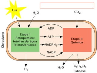 ETAPAS DA FOTOSSÍNTESE
 