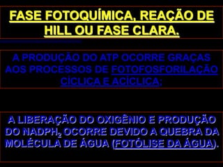 FASE FOTOQUÍMICA, REAÇÃO DE
     HILL OU FASE CLARA.

 A PRODUÇÃO DO ATP OCORRE GRAÇAS
AOS PROCESSOS DE FOTOFOSFORILAÇÃO
        CÍCLICA E ACÍCLICA;


A LIBERAÇÃO DO OXIGÊNIO E PRODUÇÃO
DO NADPH2 OCORRE DEVIDO A QUEBRA DA
MOLÉCULA DE ÁGUA (FOTÓLISE DA ÁGUA).
 