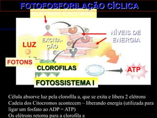 FOTOFOSFORILAÇÃO CÍCLICA
           ELÉTRON EXCITADO
                                TRANSPORTE
                                                NÍVEIS DE
               EXCITA-                          ENERGIA
      LUZ       ÇÃO
                                                    ENERGIA
                                                    LIBERADA
FOTONS
             CLOROFILAS ADP + P                         ATP
            FOTOSSISTEMA I
Célula absorve luz pela clorofila a, que se exita e libera 2 elétrons
Cadeia dos Citocromos acontecem – liberando energia (utilizada para
ligar um fosfato ao ADP = ATP)
Os elétrons retorna para a clorofila a
 