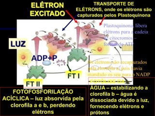 ELÉTRON                  TRANSPORTE DE
                            ELÉTRONS, onde os elétrons são
          EXCITADO          capturados pelos Plastoquinona

                                       Plastoquinona, libera
                                       elétrons para a cadeia
                                       de citocromos –
   LUZ                                 formando ATP

           ADP+P                          E
                              Os elétrons são recapturados
              ATP             pela clorofila a, H+ havia
                                                pois
                         FT I OXIGÊNIO para o NADP
                              mandado os seu
                               FOTÓLISE DA
        FT II                  ÁGUA – estabilizando a
   FOTOFOSFORILAÇÃO            clorofila b – água é
ACÍCLICA – luz absorvida pela dissociada devido a luz,
  clorofila a e b, perdendo    fornecendo elétrons e
           elétrons            prótons
 