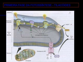 PRIMEIRA FASE DA FOTOSSÍNTESE - TILACÓIDES
 