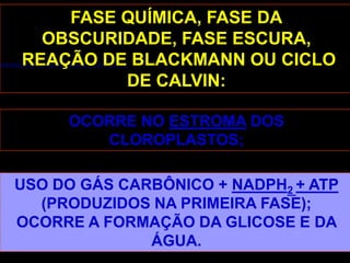 FASE QUÍMICA, FASE DA
  OBSCURIDADE, FASE ESCURA,
REAÇÃO DE BLACKMANN OU CICLO
         DE CALVIN:

     OCORRE NO ESTROMA DOS
        CLOROPLASTOS;

USO DO GÁS CARBÔNICO + NADPH2 + ATP
  (PRODUZIDOS NA PRIMEIRA FASE);
OCORRE A FORMAÇÃO DA GLICOSE E DA
              ÁGUA.
 