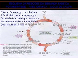 ESQUEMA DA RESÇÕES DA SEGUNDA FASE DA
    FOTOSSÍNTESE – FASE QUÍMICA – CICLO DE CALVIN

Gás carbônico reage com ribulose-
1,5-difosfato, na presença de água
formando 6 carbonos que quebra em
duas moléculas de ác. Fosfoglicéricos
Que irá formar glicose
 