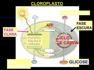 CLOROPLASTO

        LUZ                        GÁS CARBÔNICO
                HOH
                           ATP            FASE
                                          ESCURA
FASE                      NADPH
CLARA
              FOTOFOS.            CICLO
              CÍCLICA E
              ACÍCLICA            DE CALVIN
                          ADP
                          NADP

 GÁS                                   GLICOSE
 OXIGÊNIO
 