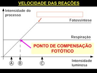 VELOCIDADE DAS REAÇÕES

      P.SATURAÇÃO LUMÍNICO




     PONTO DE COMPENSAÇÃO
           FOTÓTICO
 