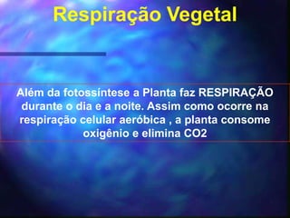 Respiração Vegetal


Além da fotossíntese a Planta faz RESPIRAÇÃO
 durante o dia e a noite. Assim como ocorre na
respiração celular aeróbica , a planta consome
            oxigênio e elimina CO2
 