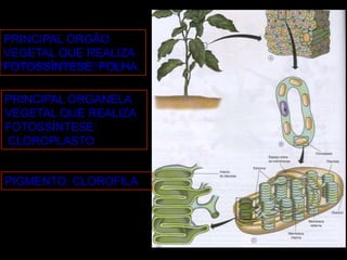 PRINCIPAL ÓRGÃO
VEGETAL QUE REALIZA
FOTOSSÍNTESE: FOLHA

PRINCIPAL ORGANELA
VEGETAL QUE REALIZA
FOTOSSÍNTESE:
CLOROPLASTO


PIGMENTO: CLOROFILA
 