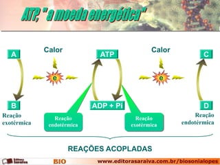 Calor                            Calor
   A                          ATP                              C


               e                                    e


   B                        ADP + Pi                           D
Reação          Reação                   Reação
                                                            Reação
exotérmica    endotérmica              exotérmica       endotérmica



                     REAÇÕES ACOPLADAS
 