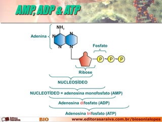 Adenina

                              Fosfato




                     Ribose

            NUCLEOSÍDEO

NUCLEOTÍDEO = adenosina monofosfato (AMP)

            Adenosina difosfato (ADP)

               Adenosina trifosfato (ATP)
 