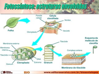 Parede        Célula
                                 celular     clorofilada
                                                                Núcleo




        Folha                                                 Vacúolo
                        Cloroplasto


                                                                                     Esquema da
                                                           Tilacóide                 molécula de
   Membrana externa                                                                     clorofila
Membrana
 interna                                                           Complexo antena

Tilacóide

                                  DNA
                Cloroplasto     Estroma    Granum
       Granum
                                                            Membrana do tilacóide
 