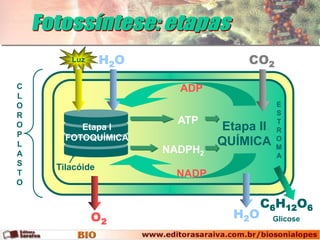 Luz      H2O                CO2

C                       ADP
L
O                                         E
R                                         S
                        ATP               T
O        Etapa I               Etapa II   R
P     FOTOQUÍMICA                         O
L                              QUÍMICA    M
A                     NADPH2              A
S
    Tilacóide
T                       NADP
O

                                       C6H12O6
             O2                  H2O      Glicose
 