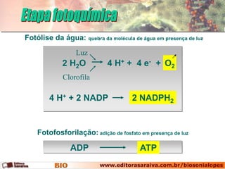 Fotólise da água: quebra da molécula de água em presença de luz
                  Luz
             2 H2O           4 H+ + 4 e- + O2
             Clorofila

        4 H+ + 2 NADP                2 NADPH2


    Fotofosforilação: adição de fosfato em presença de luz

                ADP                     ATP
 
