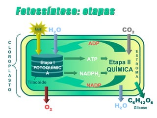 Luz      H2 O                CO2
C                        ADP
L
O                                          E
R                                          S
                         ATP               T
O       Etapa I                 Etapa II   R
P     FOTOQUÍMIC
L
           A
                                QUÍMICA    O
                                           M
A                      NADPH2              A
S
    Tilacóide
T                        NADP
O

                                         C6 H12 O6
             O2                   H2 O     Glicose
 