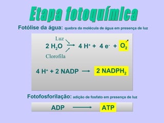 Fotólise da água: quebra da molécula de água em presença de luz

                  Luz
             2 H2O           4 H+ + 4 e- + O2
             Clorofila

        4 H+ + 2 NADP                 2 NADPH2


    Fotofosforilação: adição de fosfato em presença de luz

                ADP                     ATP
 