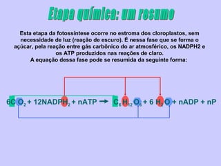 Esta etapa da fotossíntese ocorre no estroma dos cloroplastos, sem
   necessidade de luz (reação de escuro). É nessa fase que se forma o
 açúcar, pela reação entre gás carbônico do ar atmosférico, os NADPH2 e
                 os ATP produzidos nas reações de claro.
       A equação dessa fase pode se resumida da seguinte forma:




6C O2 + 12NADPH2 + nATP              C6 H12 O6 + 6 H2 O + nADP + nP
 