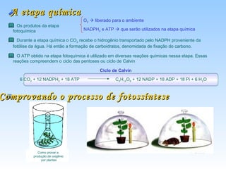 A etapa química
                                     O2  liberado para o ambiente
     Os produtos da etapa
   fotoquímica                       NADPH2 e ATP  que serão utilizados na etapa química

     Durante a etapa química o CO2 recebe o hidrogênio transportado pelo NADPH proveniente da
   fotólise da água. Há então a formação de carboidratos, denomidada de fixação do carbono.

     O ATP obtido na etapa fotoquímica é utilizado em diversas reações químicas nessa etapa. Essas
   reações compreendem o ciclo das pentoses ou ciclo de Calvin

                                             Ciclo de Calvin

      6 CO2 + 12 NADPH2 + 18 ATP                     C 6H12O6 + 12 NADP + 18 ADP + 18 Pi + 6 H2O



Comprovando o processo de fotossíntese




                Como provar a
             produção de oxigênio
                  por plantas
 