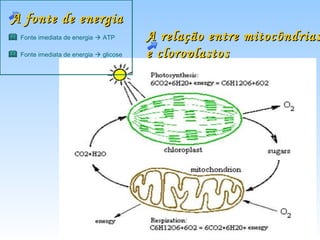 A fonte de energia
 Fonte imediata de energia  ATP       A relação entre mitocôndrias
 Fonte imediata de energia  glicose   e cloroplastos
 
